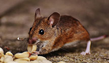 24 Hour & Emergency Exterminators in Boonesville, VA